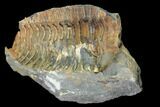 Fossil Calymene Trilobite In Nodule - Morocco #100010-1